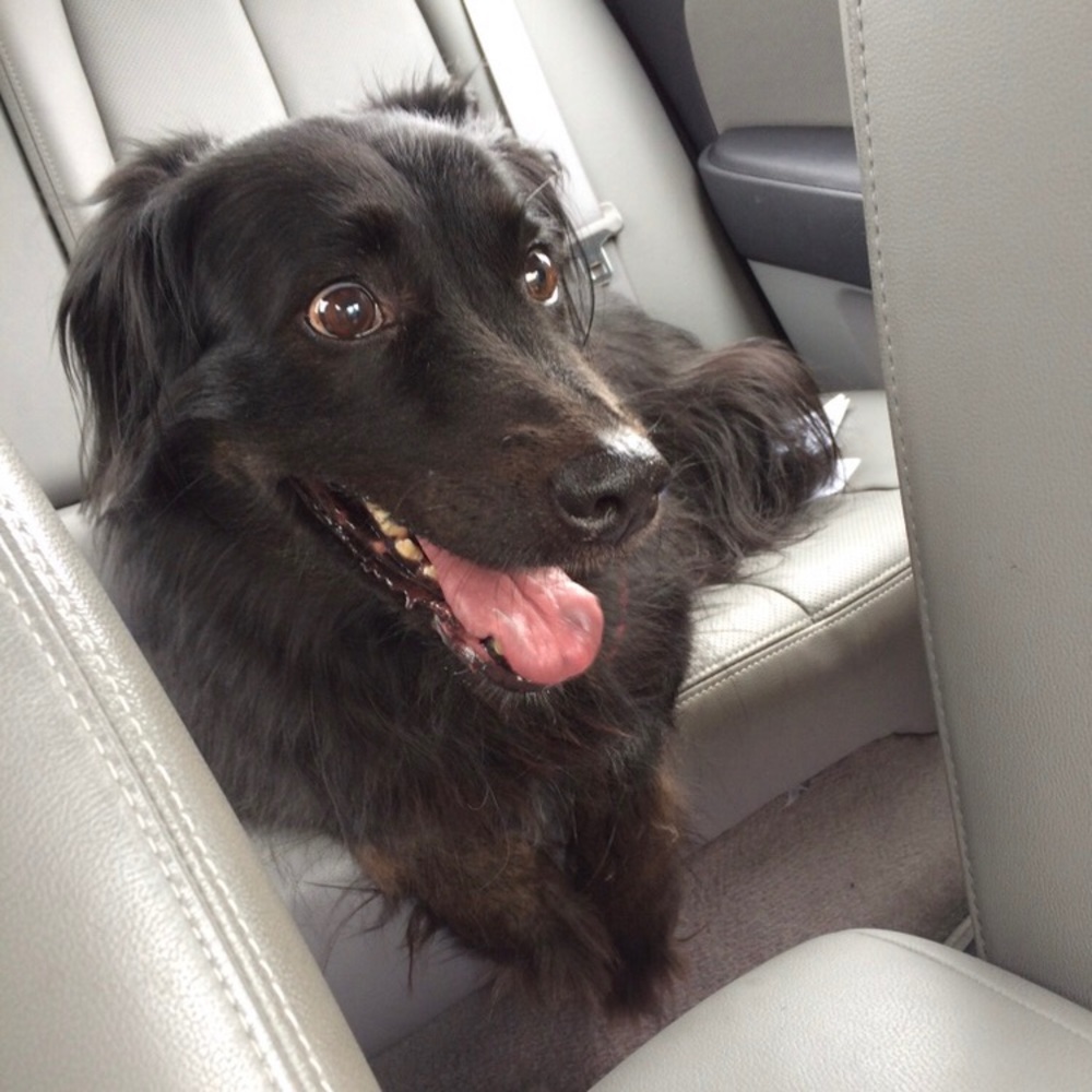 Meet your Posher, Annie